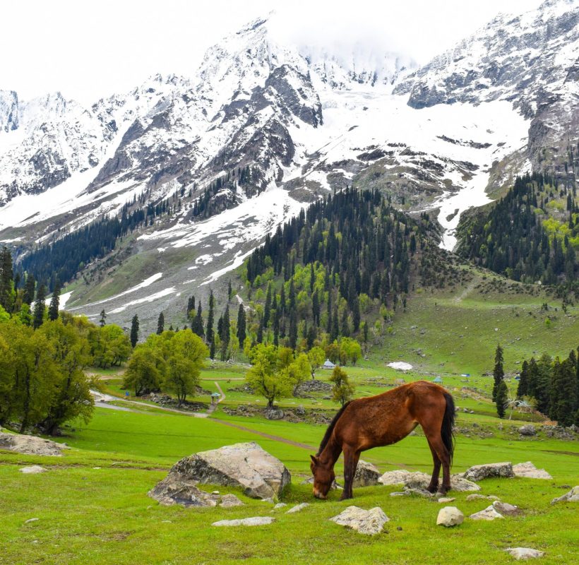 kashmir bliss cover photo