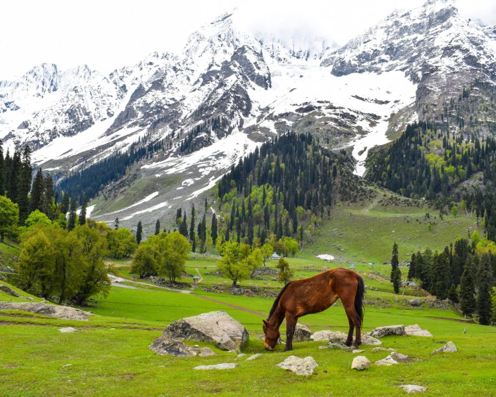 kashmir bliss cover photo